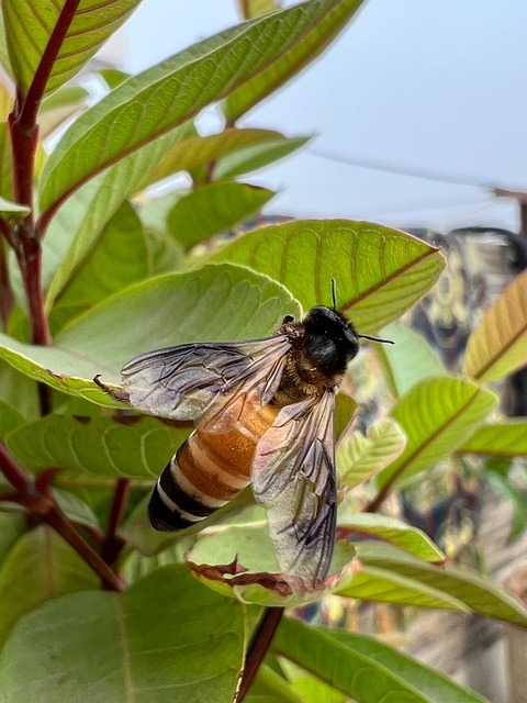 Free Leaves Bee photo and picture