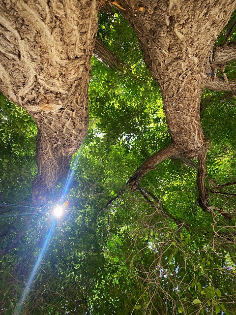 Free Elm Tree photo and picture
