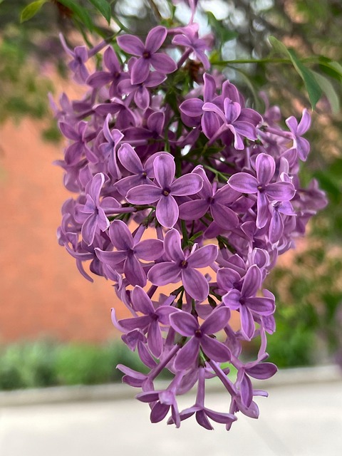 Free Flower Nature photo and picture