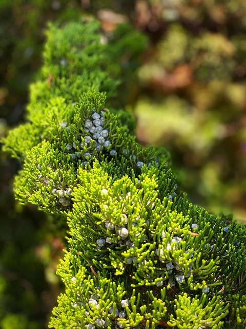 Free Juniper Berries photo and picture