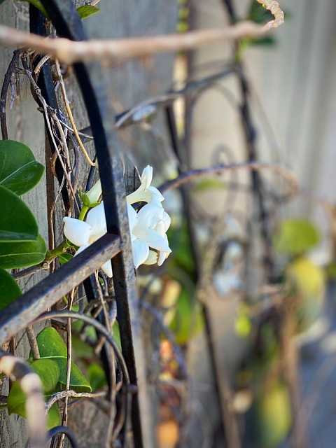 Free Nature Flower photo and picture