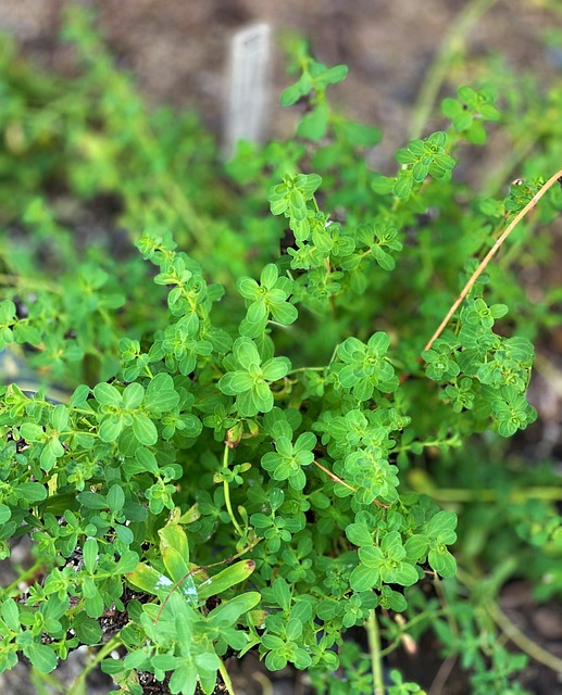 Free Stjohnswort Herbs photo and picture