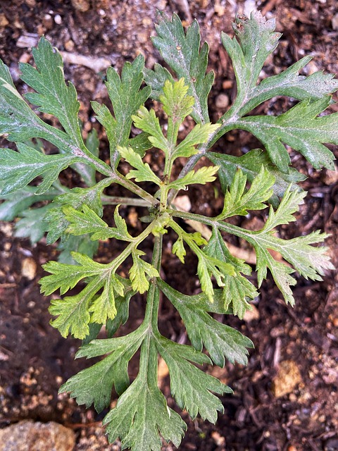 Free Mugwort Plant photo and picture