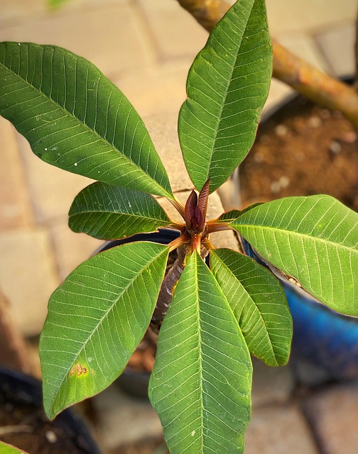 Free Plumeria Tropical photo and picture