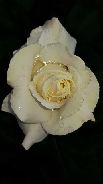 Free Rose Flower photo and picture