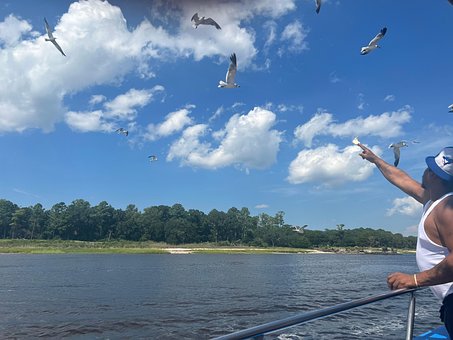Free Myrtle Beach Dolphin Tour photo and picture