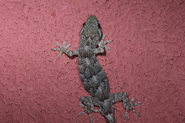 Free Gecko Lizard photo and picture