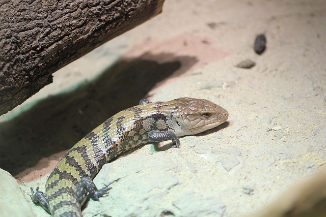 Free Marauke Blue Tongue Skink Skink photo and picture