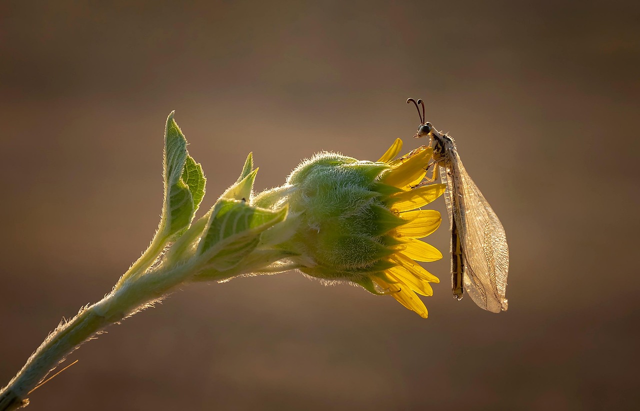 Myrmeleon Insect Flower - Free photo on Pixabay - Pixabay