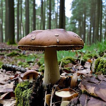Free Mushroom Forest illustration and picture