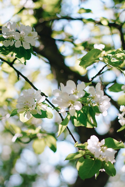 Free Flower Bloom photo and picture