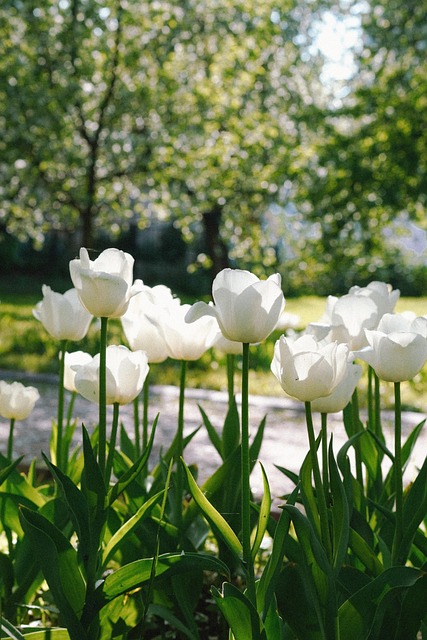 Free Season Flower photo and picture