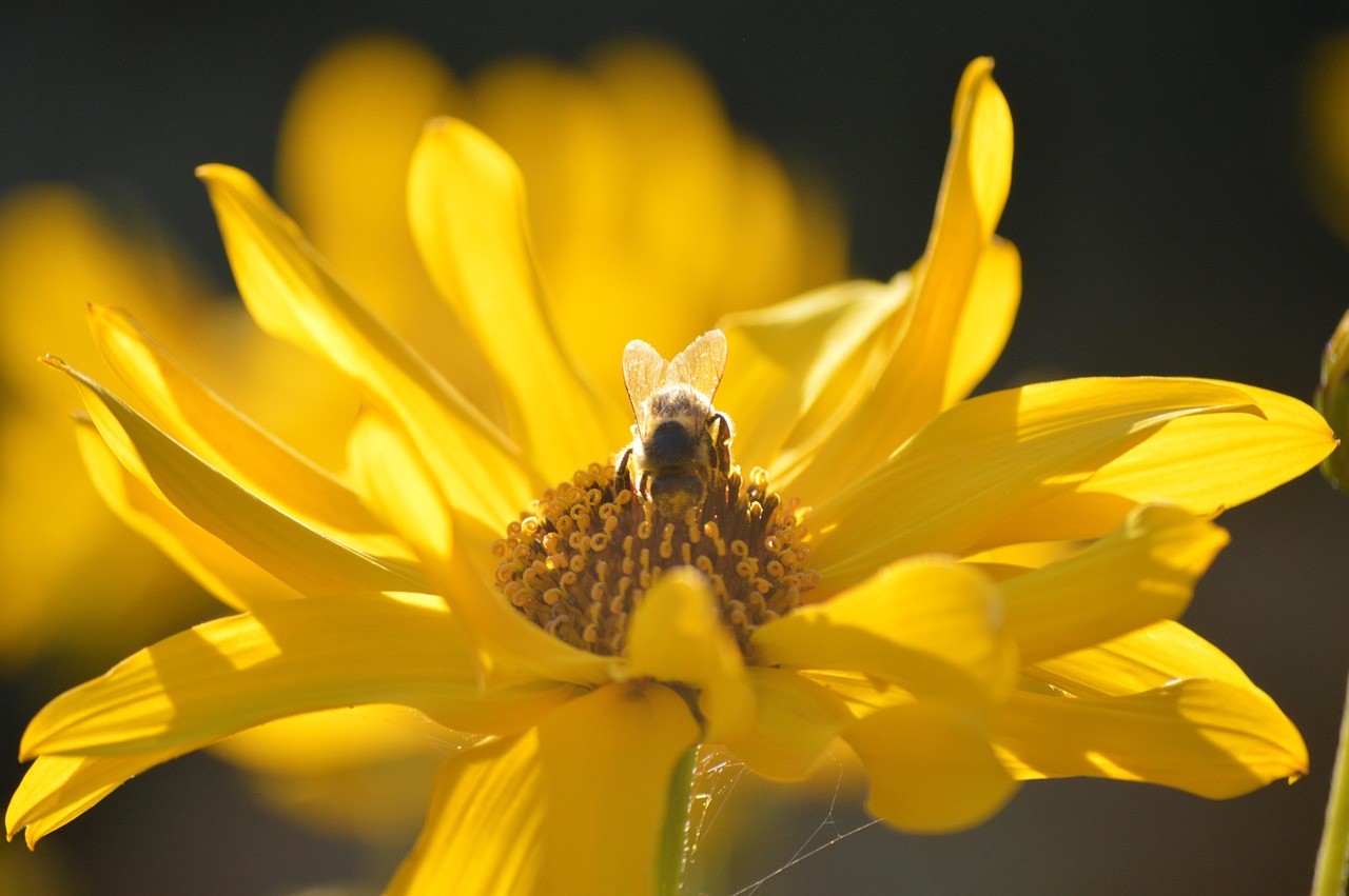 Flower Bee Honey Free Photo On Pixabay Pixabay flower-bee-honey-free-photo-on-pixabay-pixabay