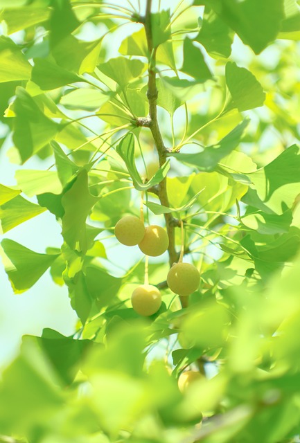 Free Green Summer photo and picture