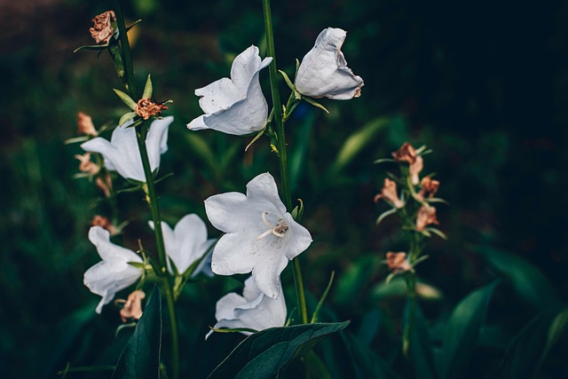 Natur, Blomster, Plante, Blomstre