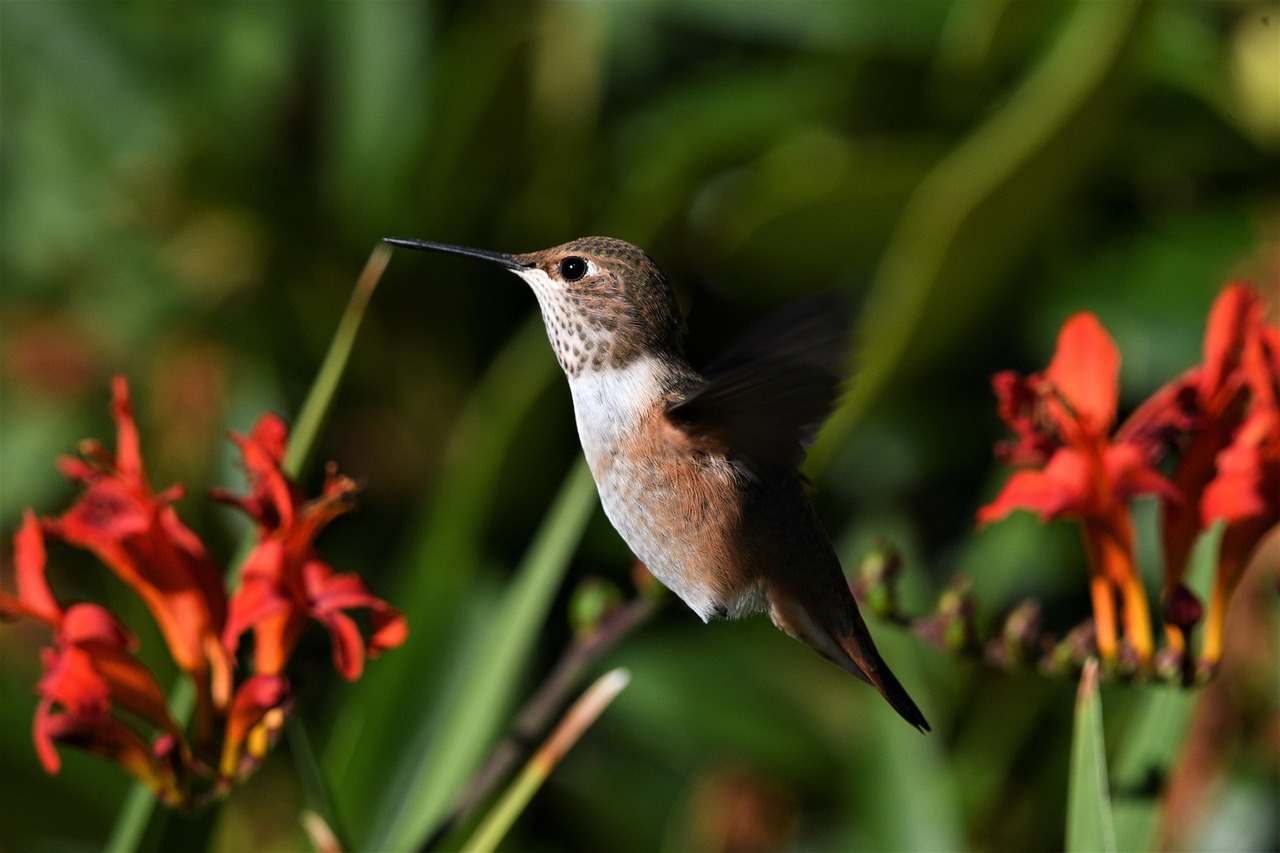 Rufous Hummingbird Fly - Free photo on Pixabay - Pixabay