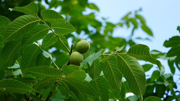Free Walnut Nut photo and picture