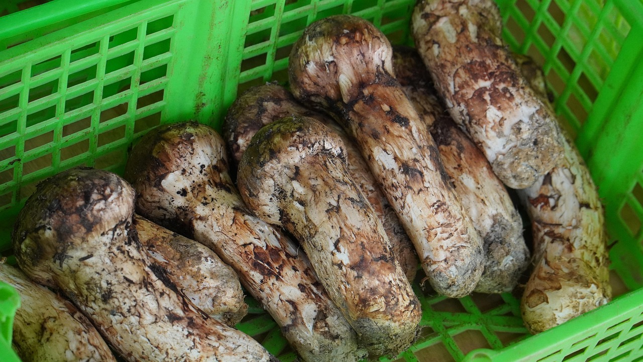 野生菌 蘑菇 松茸 - Pixabay上的免费图片 - Pixabay