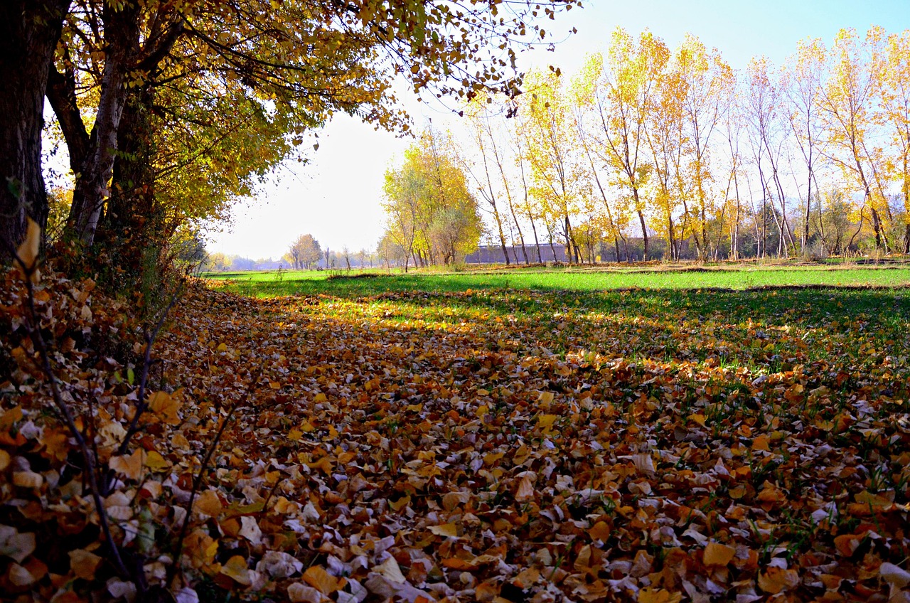 落下 树叶 秋天 - Pixabay上的免费照片 - Pixabay