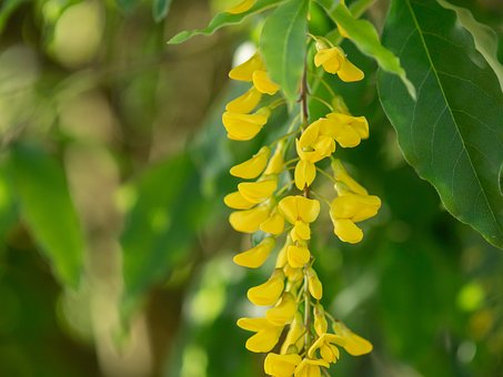 Laburno, Bloom, Flor, Natureza, Amarelo