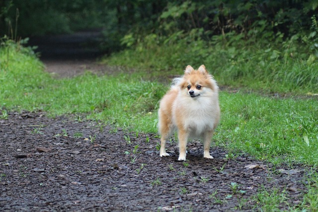 Hond, Huisdier, Woud, Natuur
