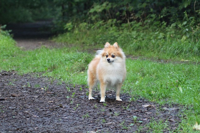 Hond, Woud, Natuur, Huisdier