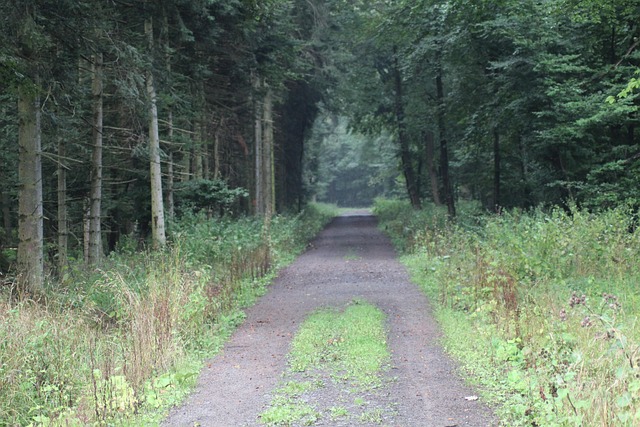 Hond, Woud, Natuur, Bomen, Landschap