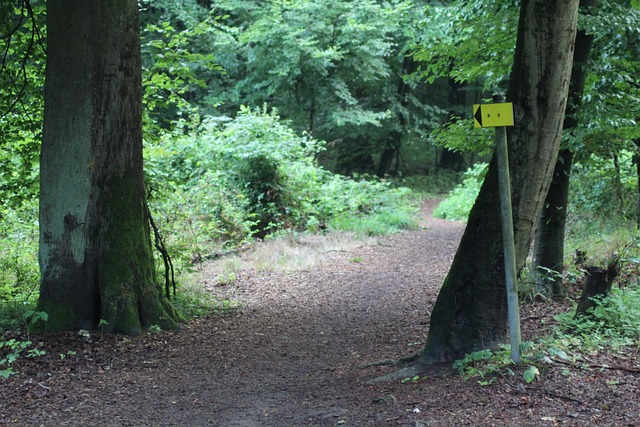 Hond, Woud, Natuur, Bomen, Landschap