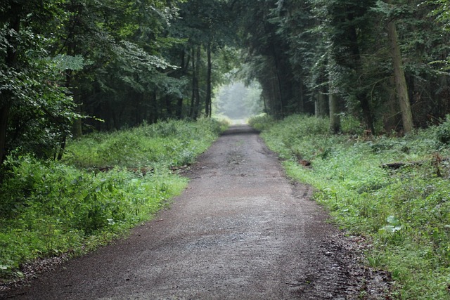 Hond, Woud, Natuur, Boom, Landschap, Pad