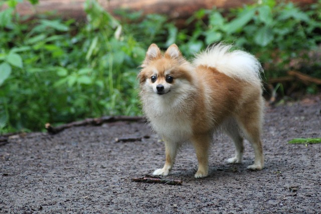 Hond, Woud, Natuur, Huisdier