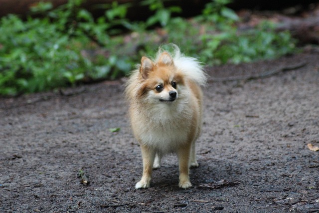 Hond, Woud, Natuur, Huisdier