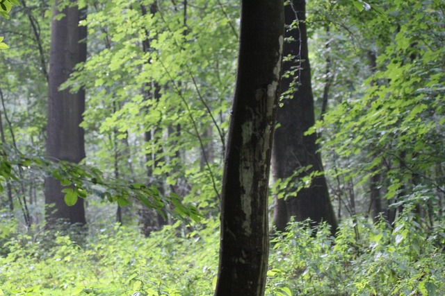 Hond, Woud, Natuur, Bomen, Landschap