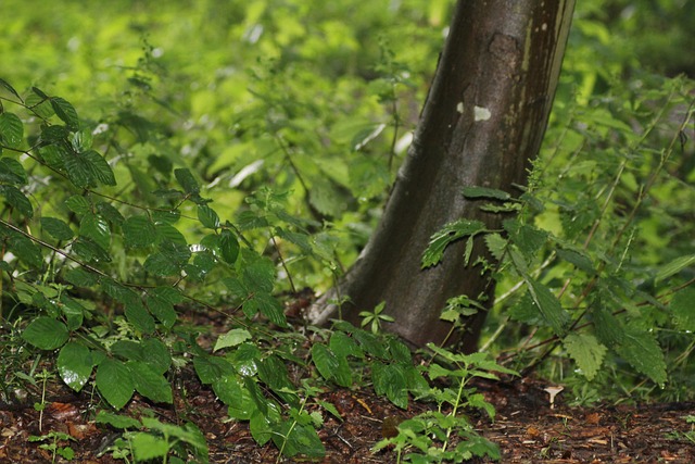 Hond, Woud, Natuur, Boom, Landschap