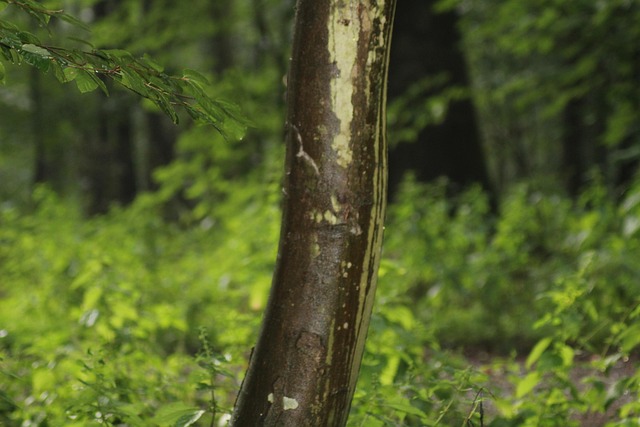 Hond, Woud, Natuur, Boom, Landschap