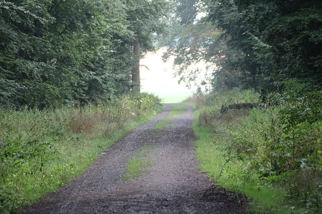 Woud, Natuur, Bomen, Landschap, Pad