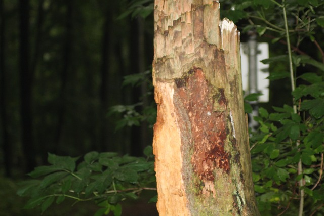 Hond, Woud, Natuur, Boom, Landschap