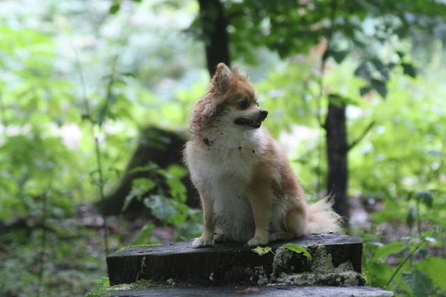 Hond, Woud, Natuur, Huisdier