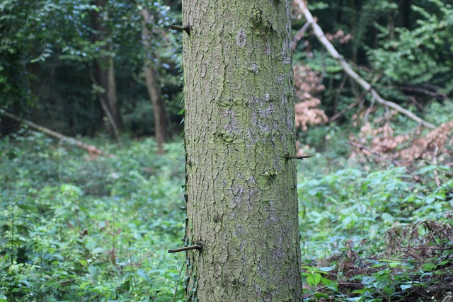 Hond, Woud, Natuur, Boom, Landschap