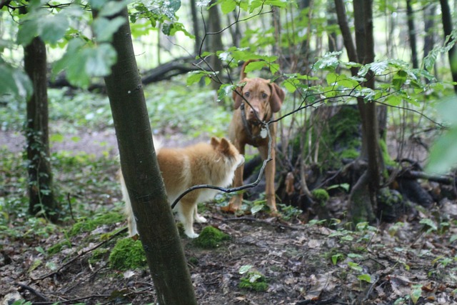 Hond, Woud, Natuur, Huisdier