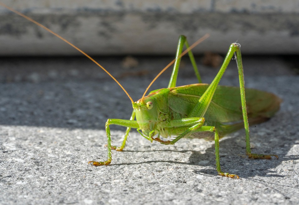Insect Antennae Free photo on Pixabay Pixabay