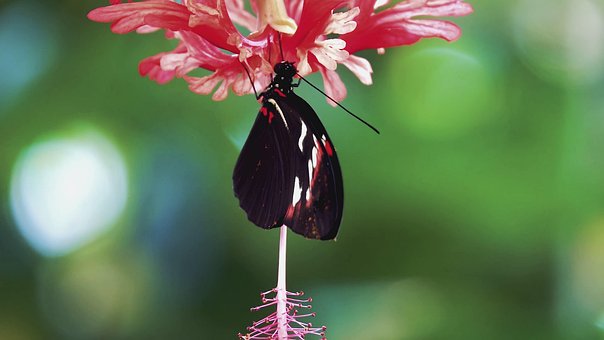 Free Butterfly Flowers photo and picture