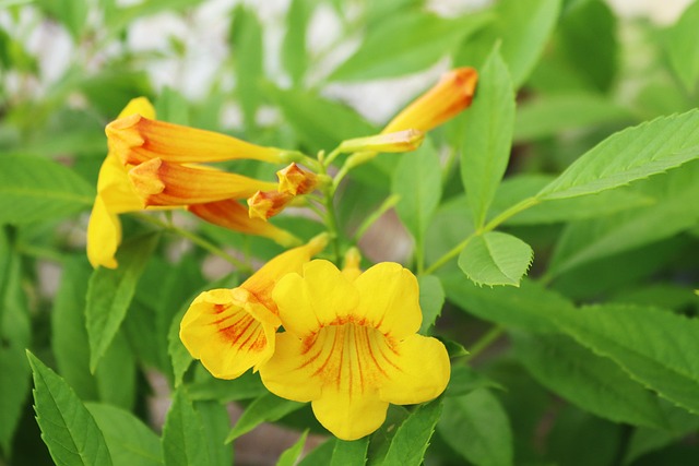 Bloemen, Bloesem, Geel, Bloom, Flora