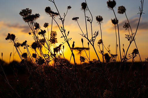 Kløvere, Blomster, Natur, Solnedgang
