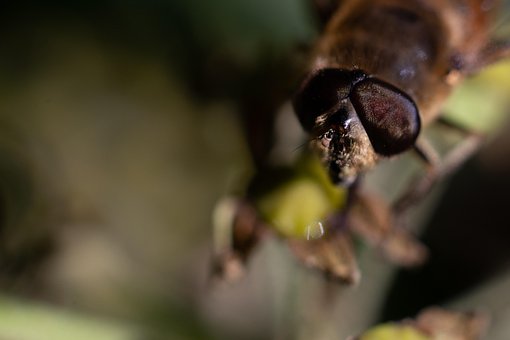 Flyve, Bug, Bi, Blomst, Makro, Natur