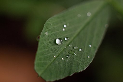 Blad, Dråber Af Regn, Sommer, Grøn, Have