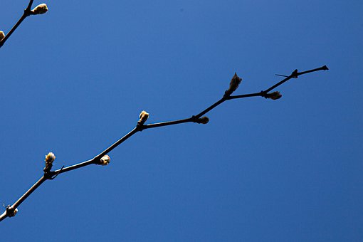 Blomstre, Forår Sommer, Afdeling, Luft