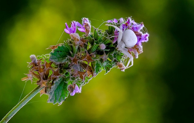 Ai Gerado, Aranha, Flor, Natureza, Macro