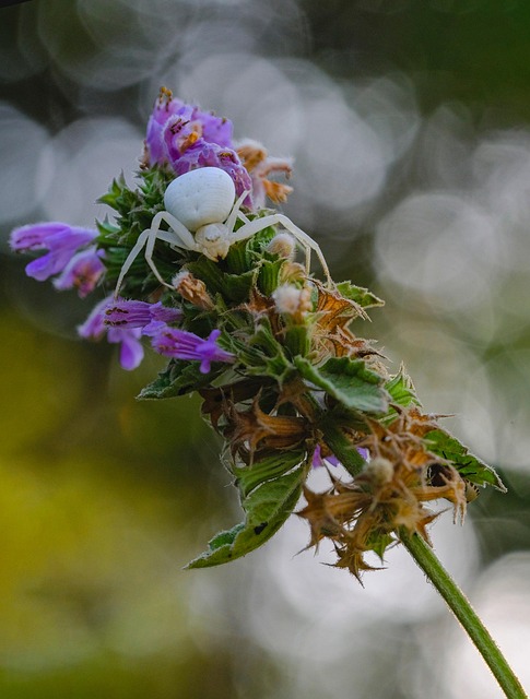 Ai Gerado, Aranha, Flor, Natureza, Macro