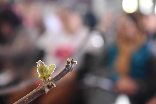 Brote, Flor, Naturaleza, Garden, Bosque