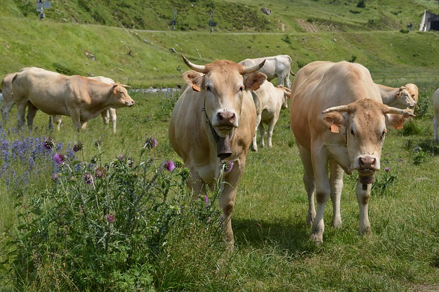 Free Cow Animal photo and picture